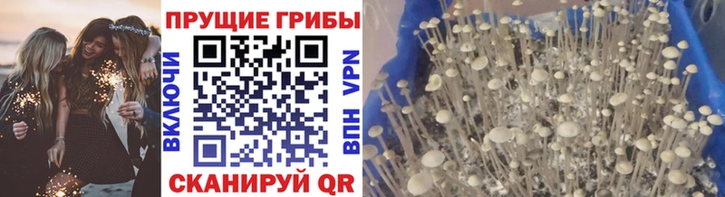 Псилоцибиновые грибы Psilocybe  Купить где  Хадыженск 